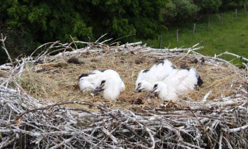 Storchenfest Leiferde: Das große Familienfest für Naturfreunde im Landkreis Gifhorn kehrt zurück
